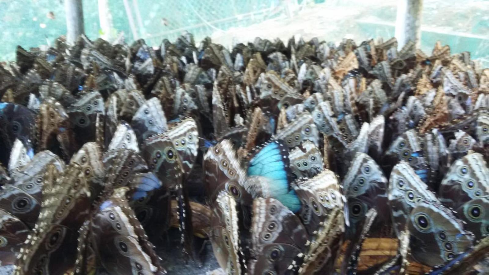 El Rincon De Las Flores Bajo Tigre Dış mekan fotoğraf